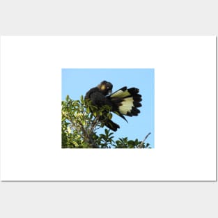 Yellow-tailed Black Cockatoo Posters and Art